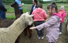 Na obisk k alpakam / Alpakafarmra látogattunk