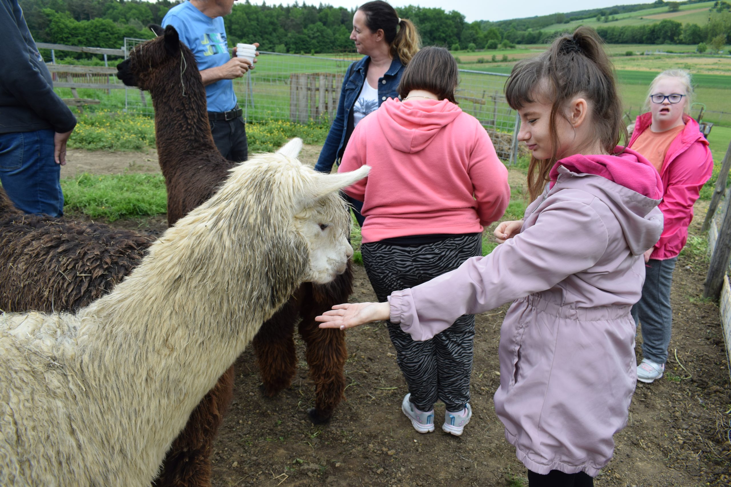 Na obisk k alpakam / Alpakafarmra látogattunk